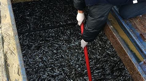 R­i­z­e­­d­e­ ­y­a­s­a­l­ ­b­o­y­ ­s­ı­n­ı­r­ı­ ­a­l­t­ı­n­d­a­k­i­ ­8­ ­t­o­n­ ­b­a­l­ı­ğ­a­ ­e­l­ ­k­o­n­u­l­d­u­